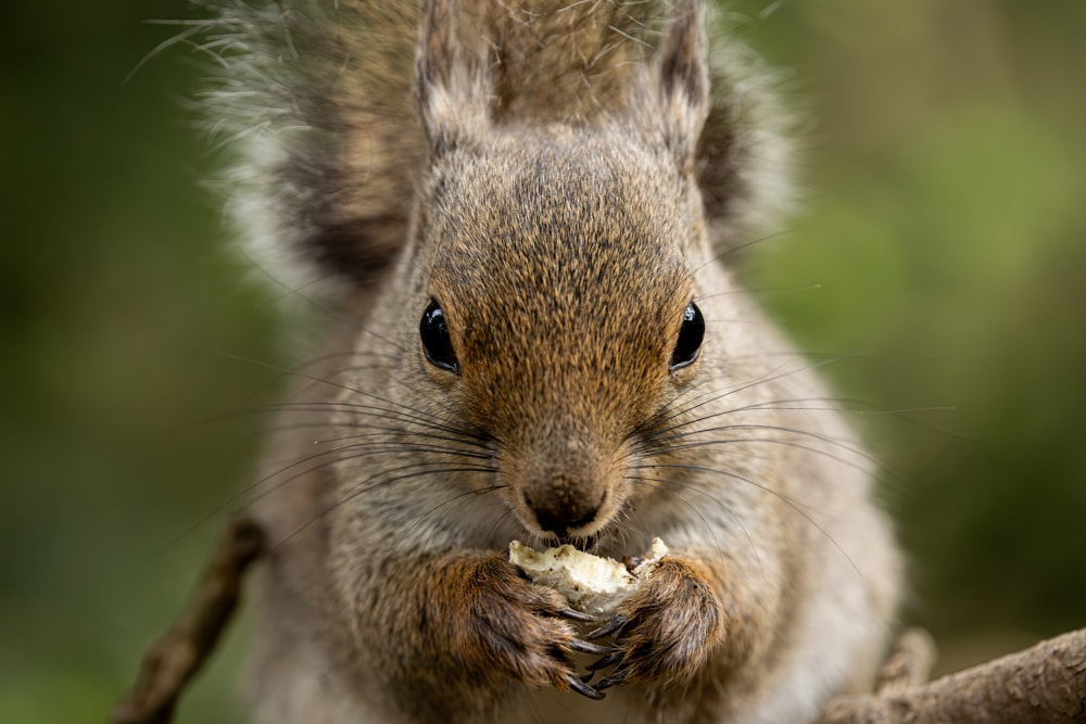 a close up of a squirrel eating a piece of food