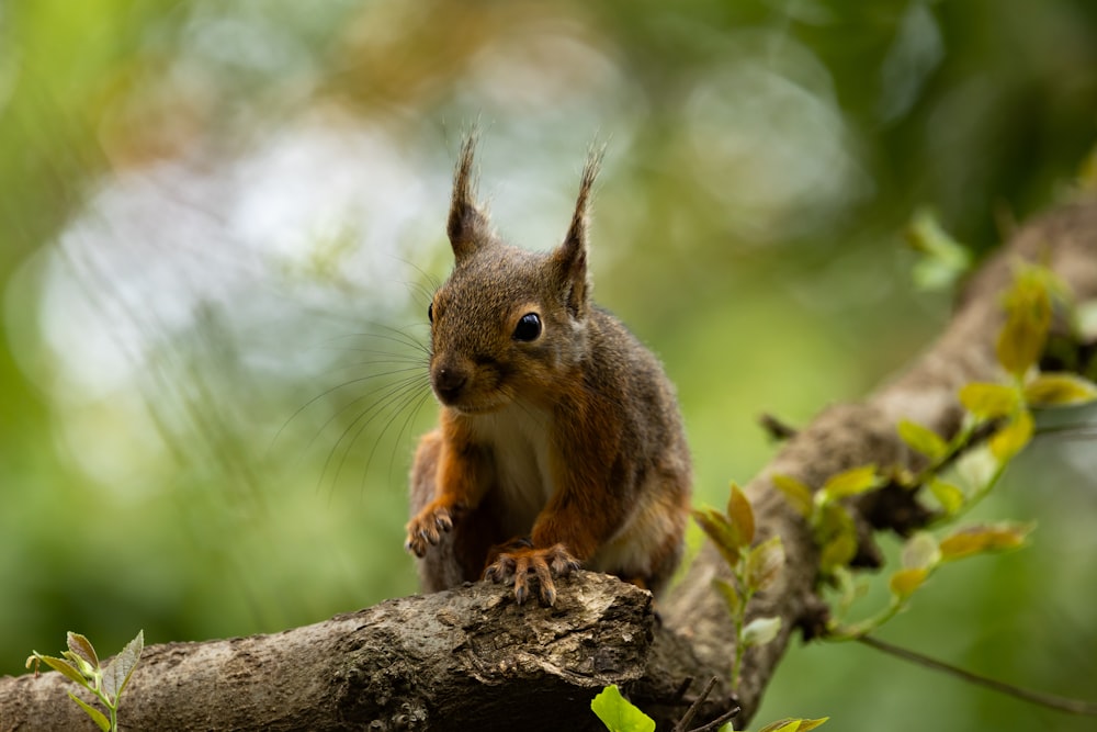 a squirrel is sitting on a tree branch