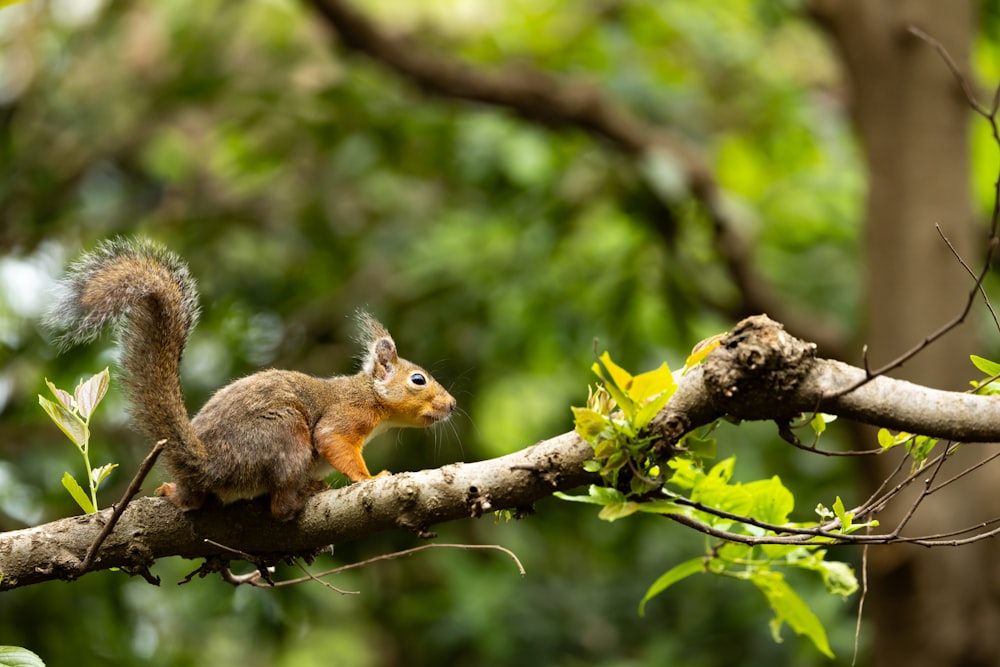 a squirrel is sitting on a tree branch