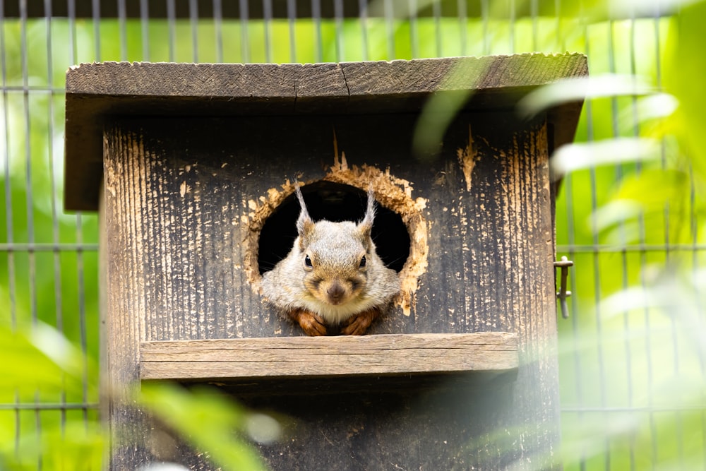 a squirrel peeking out of a bird house