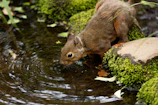 A squirrel balanced on a moss‑covered rock, leaning down to drink from a quiet garden pond.