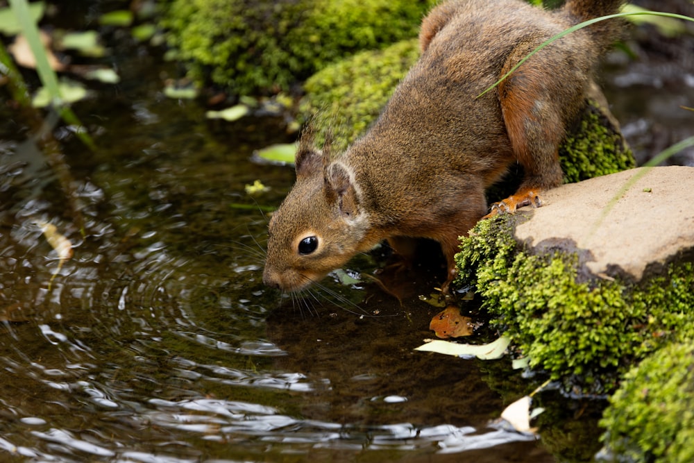 a small animal standing on top of a moss covered rock