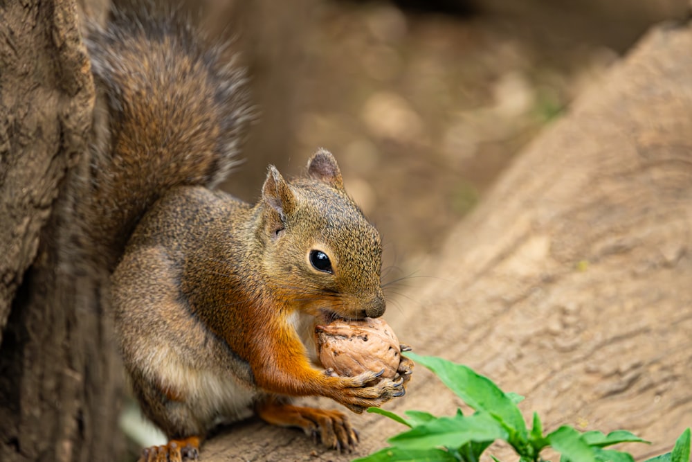 a squirrel eating a nut on a tree branch