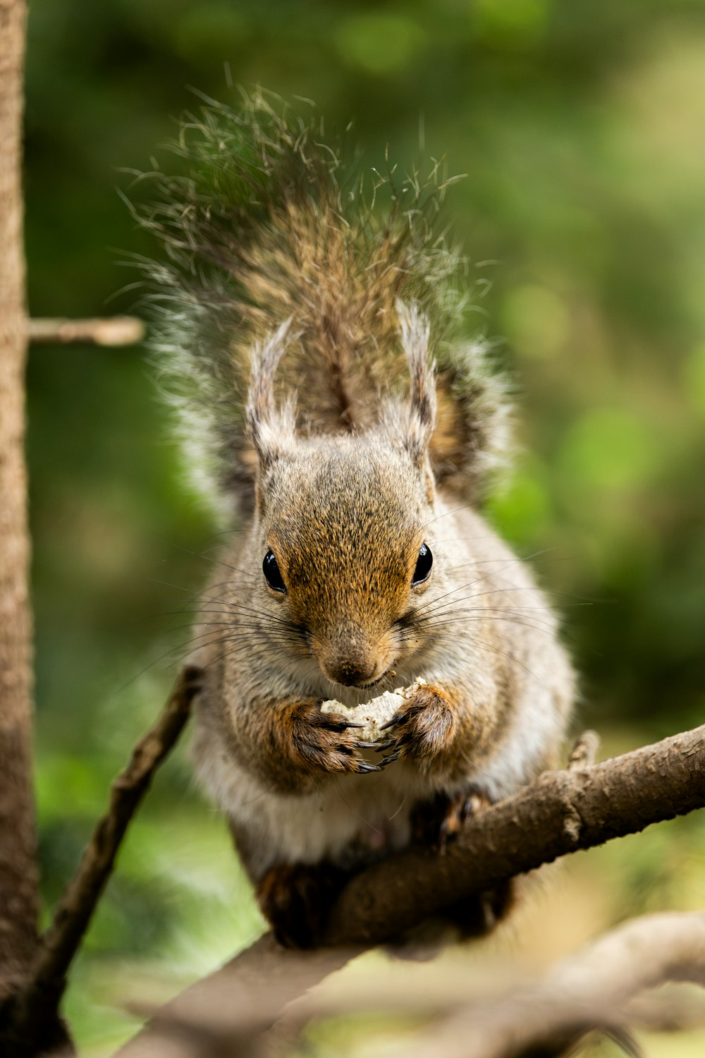 a squirrel is sitting on a tree branch