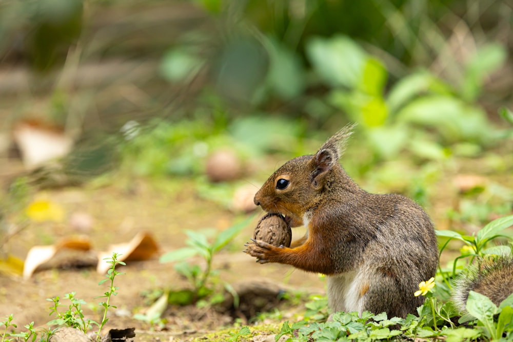 a squirrel eating a nut in the grass