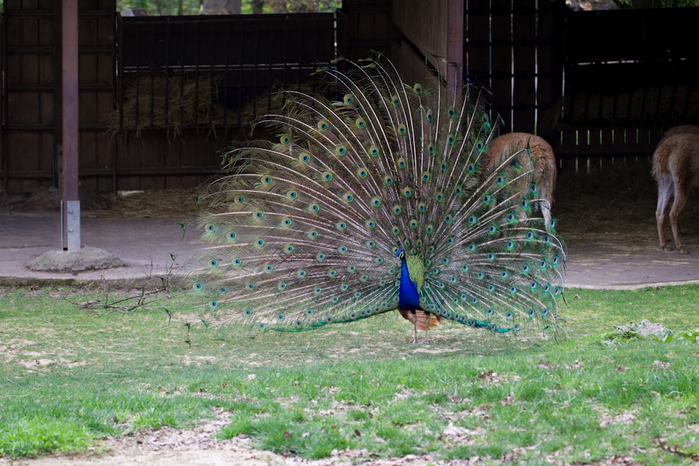 a peacock displaying its feathers in a zoo enclosure