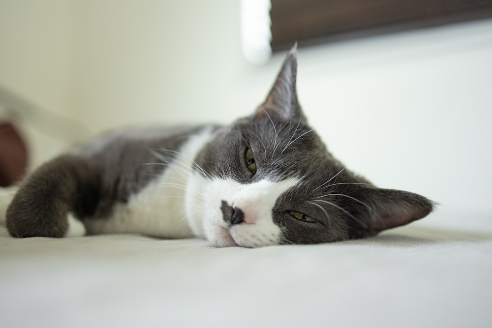 a gray and white cat laying on top of a bed