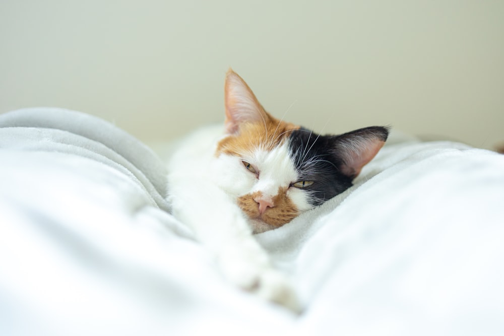 a cat laying on top of a white blanket