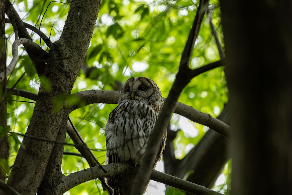 un búho sentado en la rama de un árbol en un árbol