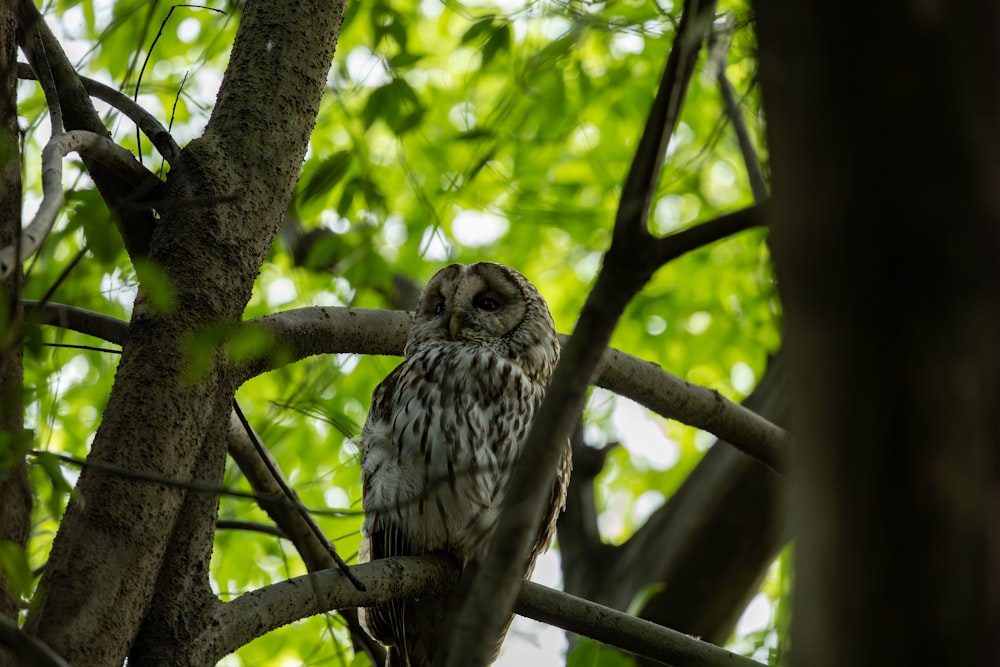 an owl sitting on a tree branch in a tree