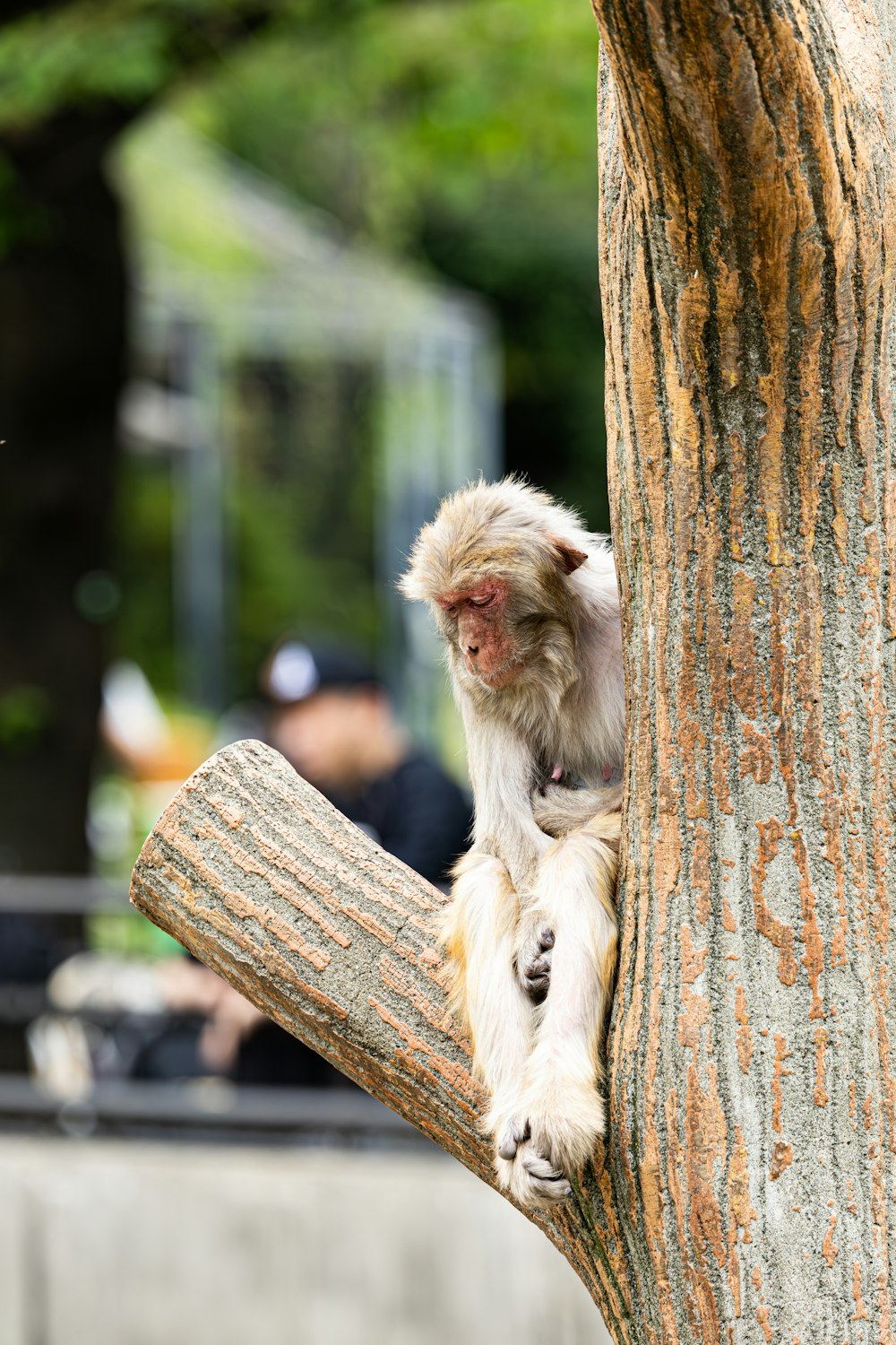 a monkey is sitting on a tree branch