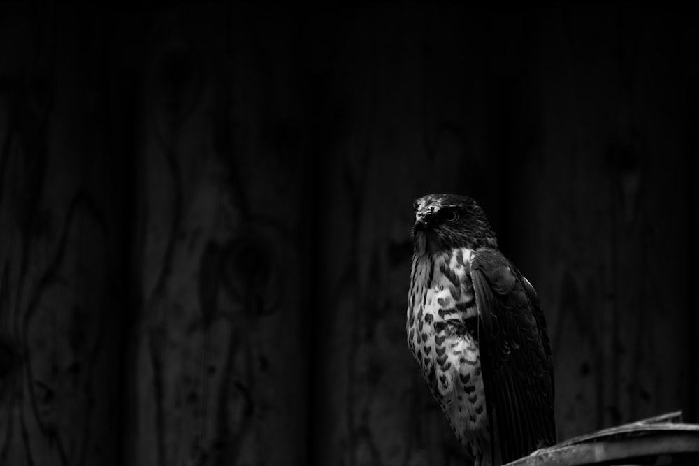 a black and white photo of a bird on a fence