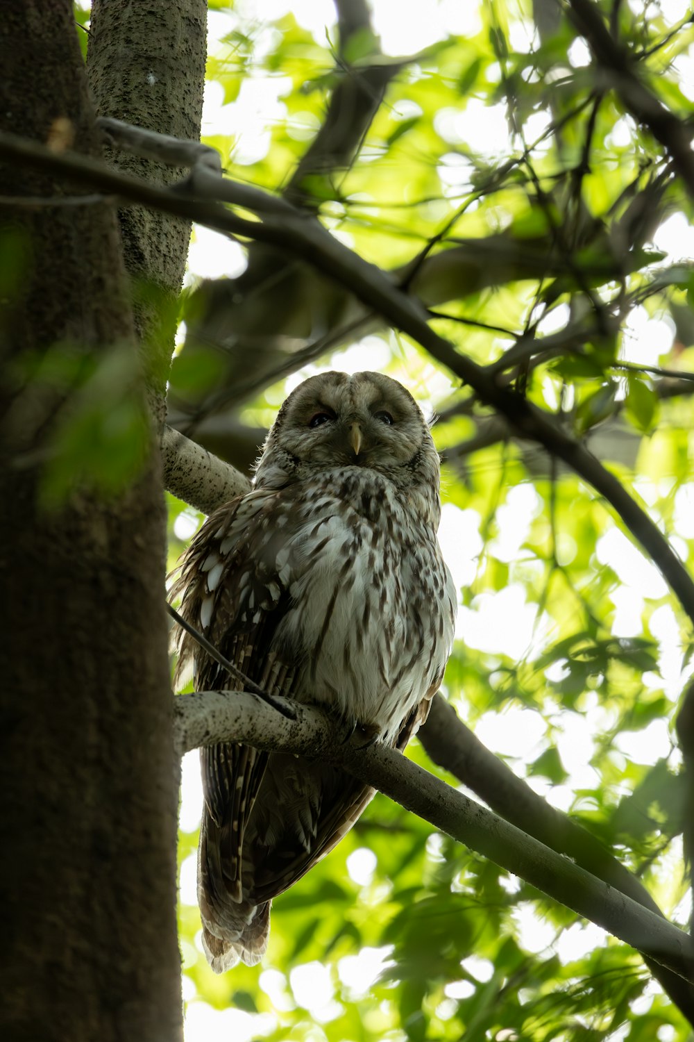 Un búho está sentado en la rama de un árbol