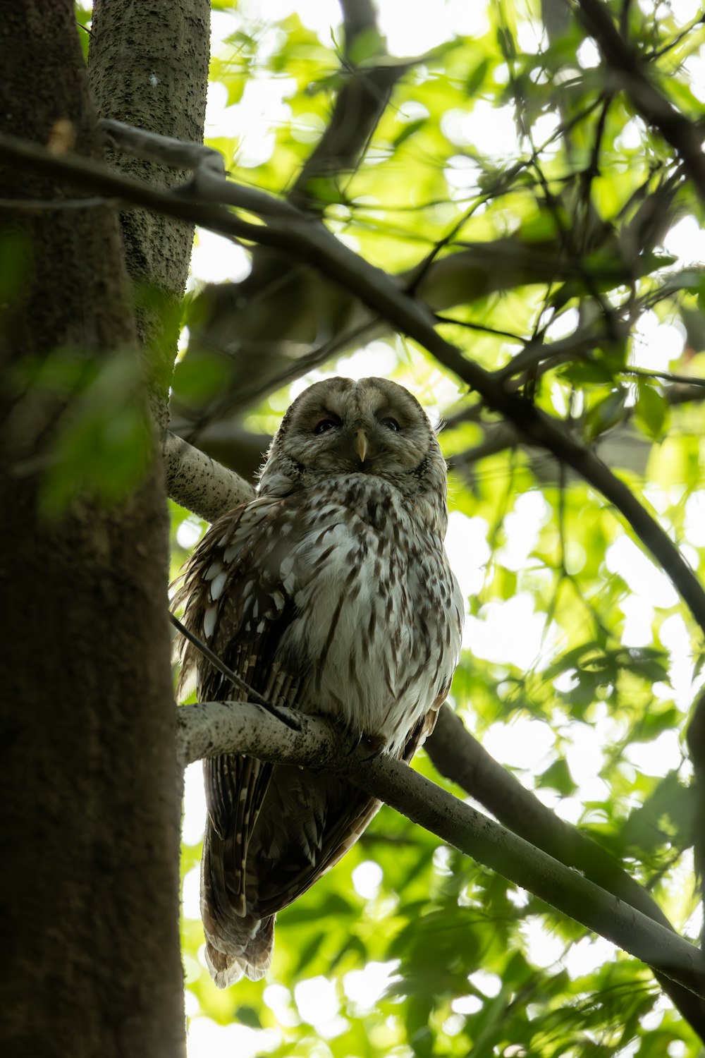 an owl is sitting on a branch of a tree