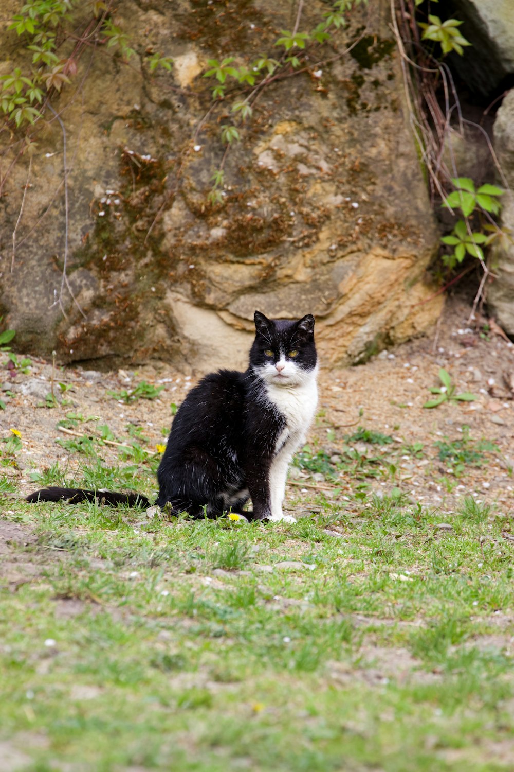 a black and white cat sitting in the grass