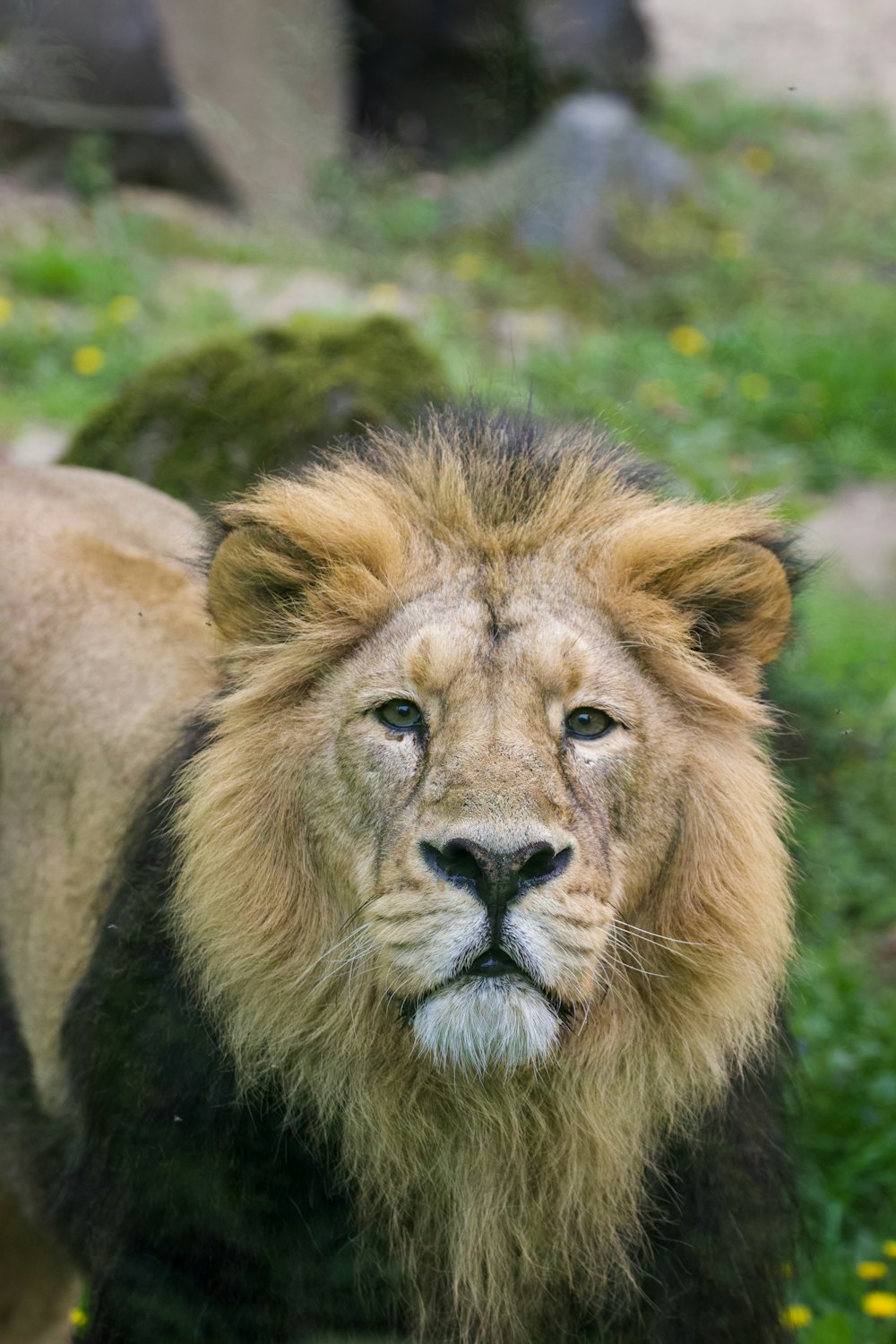 a close up of a lion in a field of grass