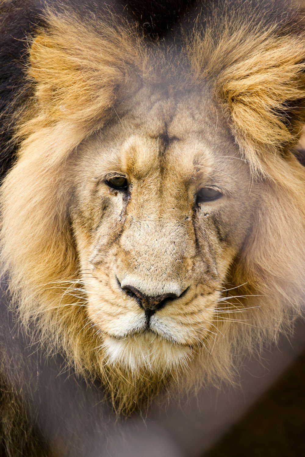 a close up of a lion behind a fence