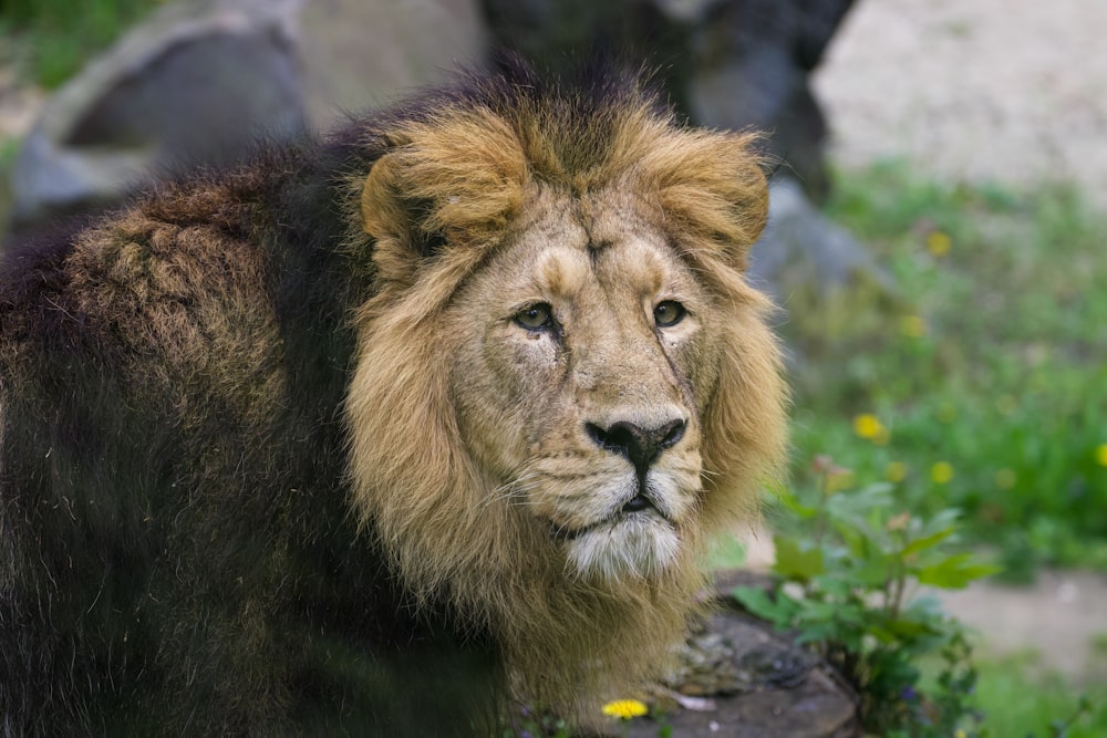 a close up of a lion in a field of grass