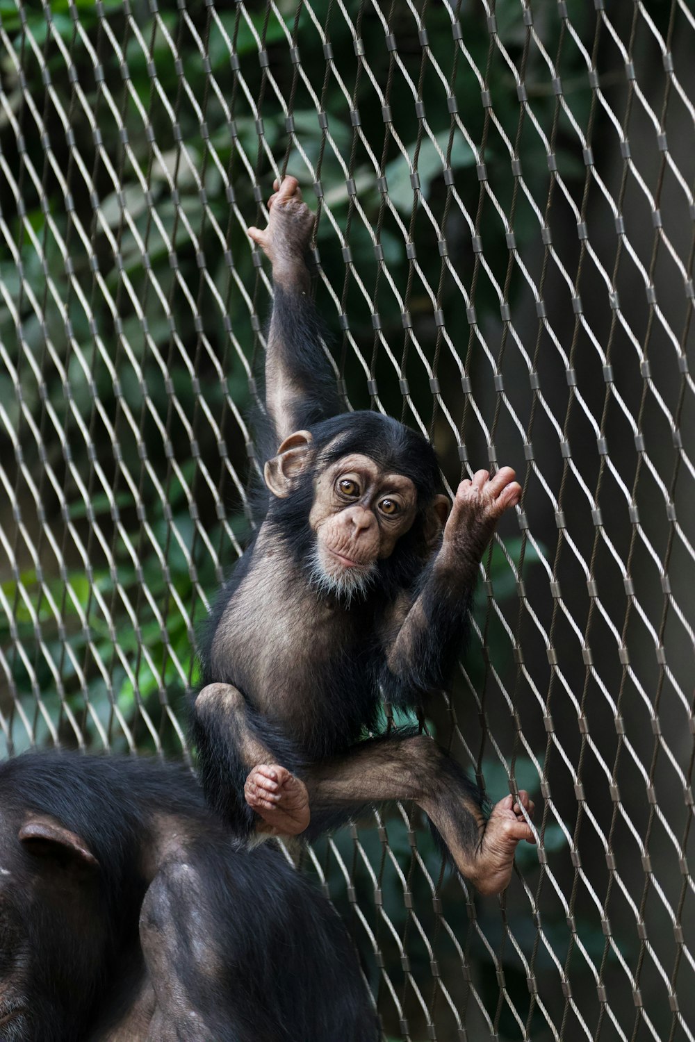a small monkey hanging on a chain link fence