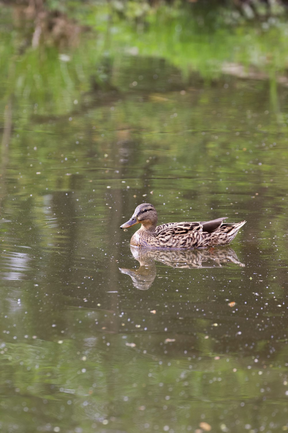 a duck floating on top of a body of water