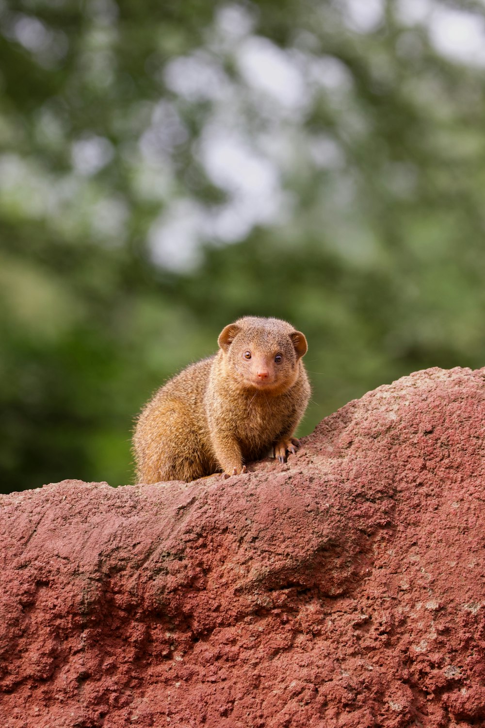 a small animal sitting on top of a red rock