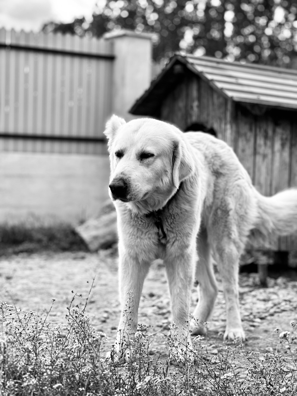 a large white dog standing on top of a grass covered field