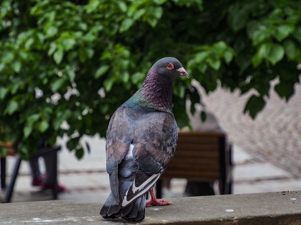 a pigeon sitting on a ledge next to a tree