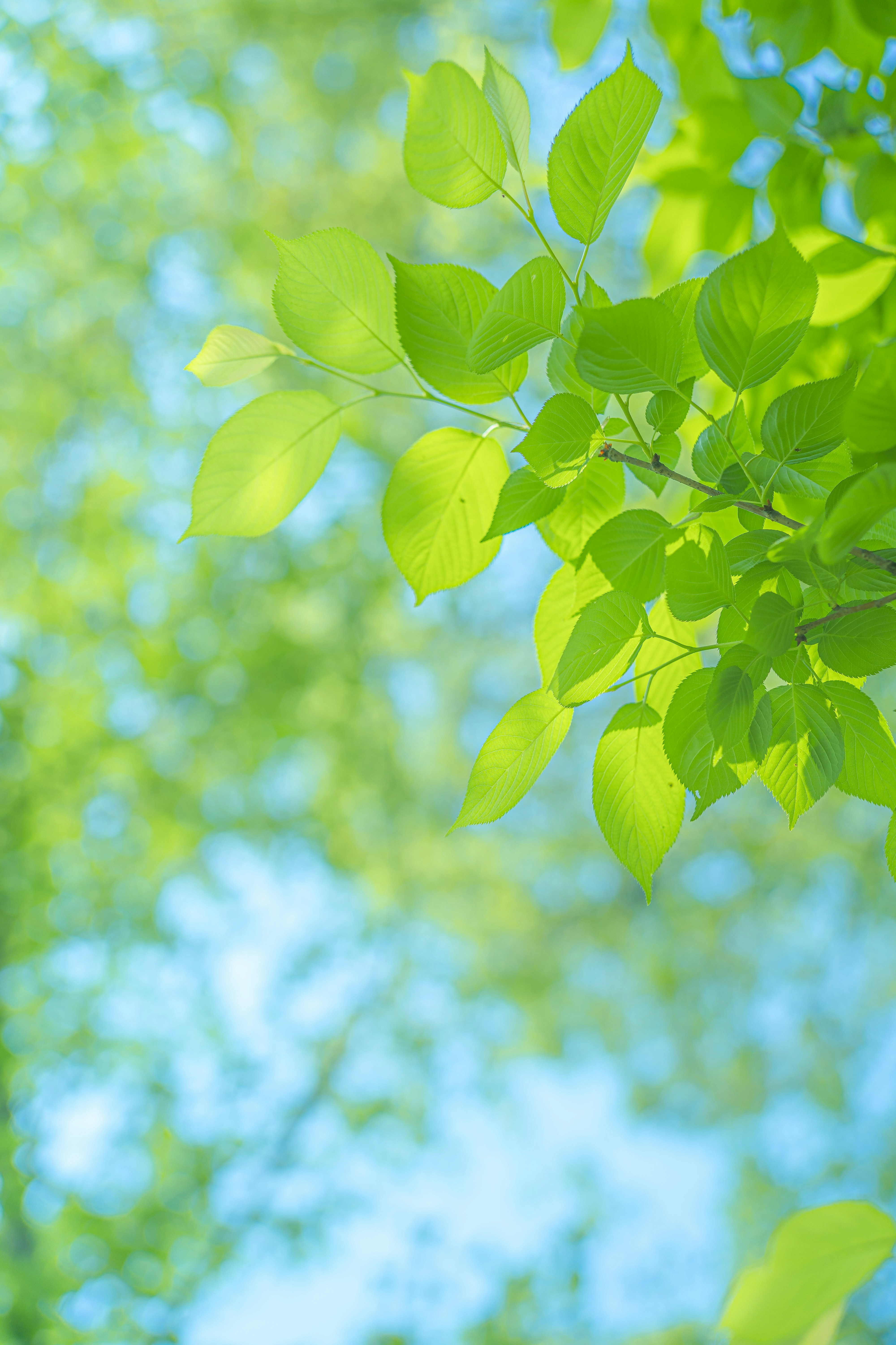 Photo by xiexianghua