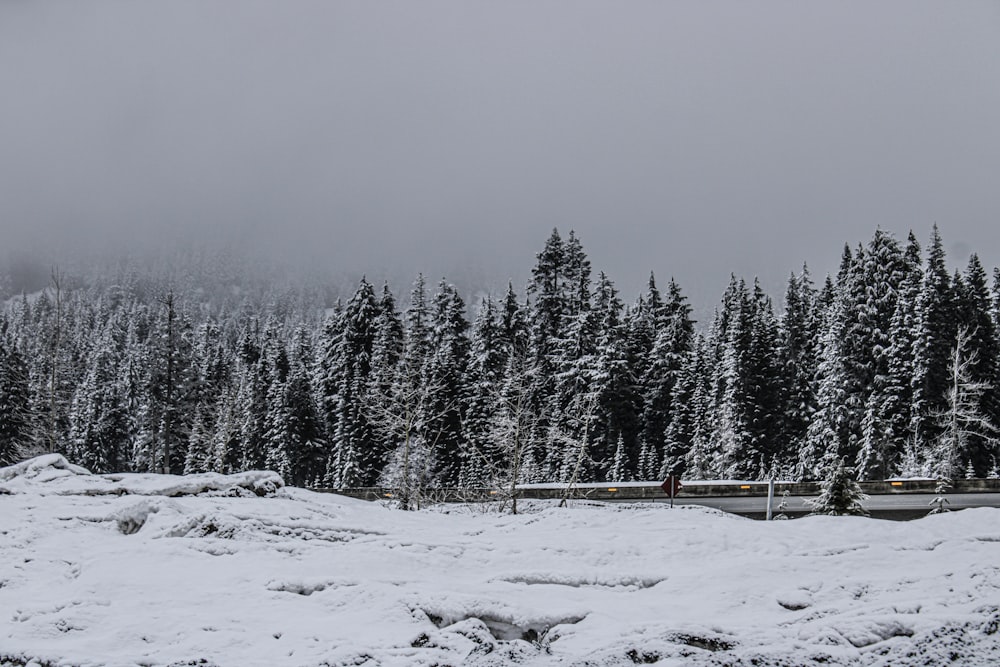 a snow covered field with a forest in the background