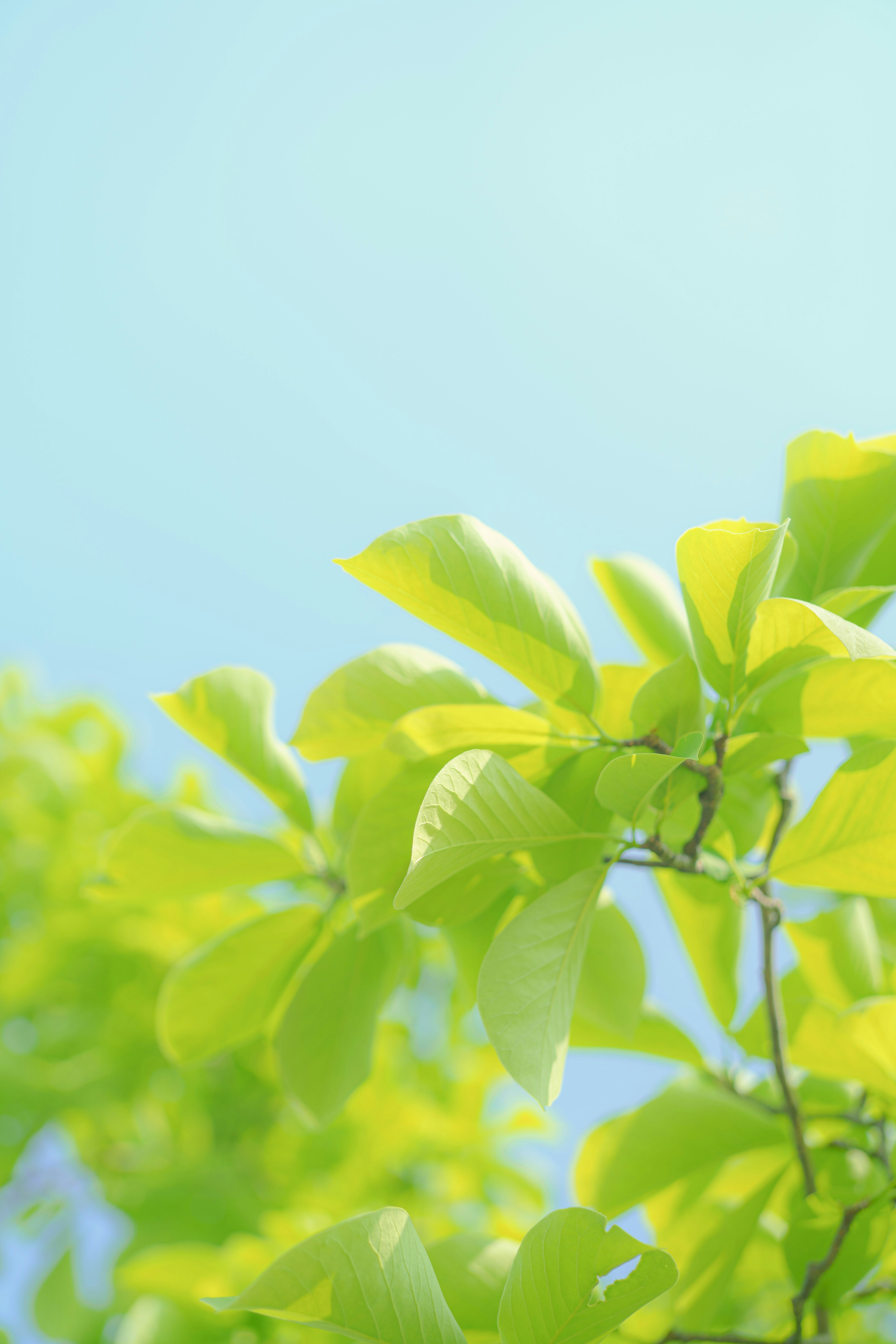 Photo by xiexianghua