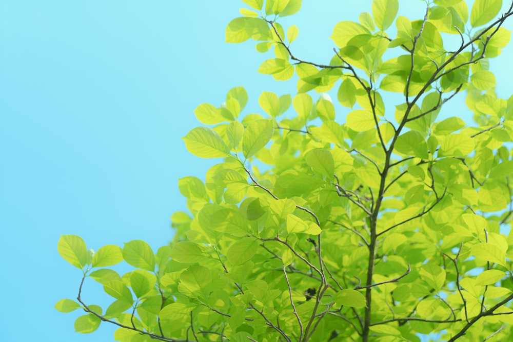 a tree with green leaves against a blue sky