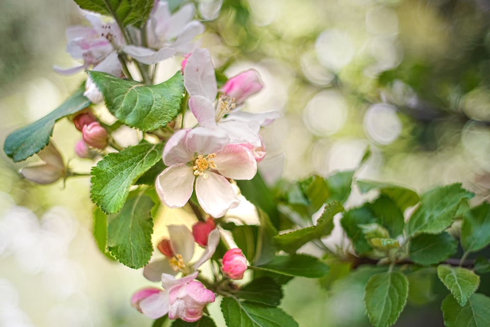 a branch of a tree with pink and white flowers