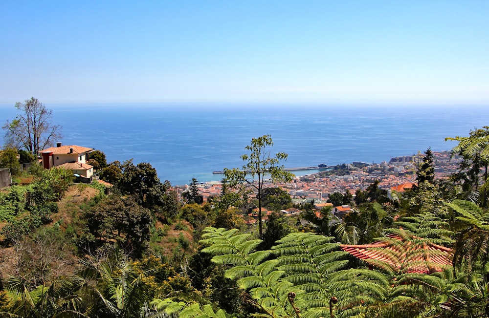 a lush green hillside with a view of the ocean