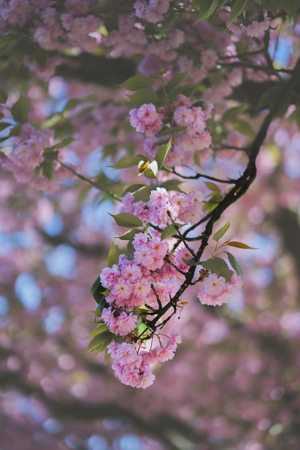 um galho de uma árvore com flores cor-de-rosa