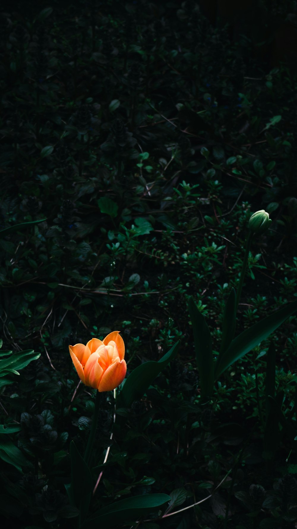 a single orange flower in the middle of a forest