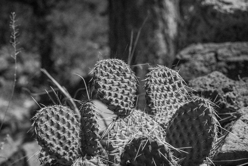 a black and white photo of a cactus