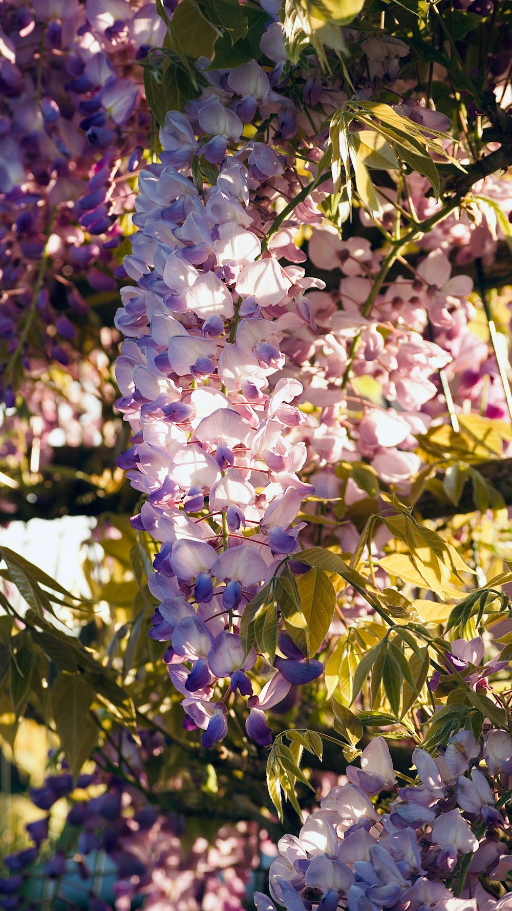 a bunch of flowers that are on a tree