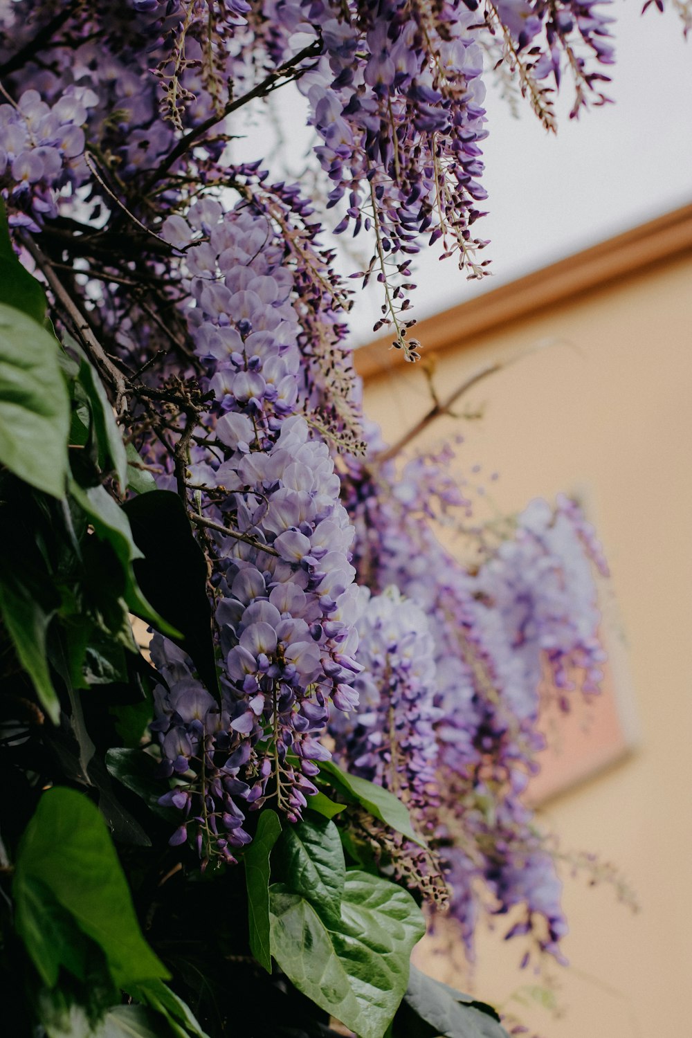 a bunch of purple flowers hanging from the side of a building