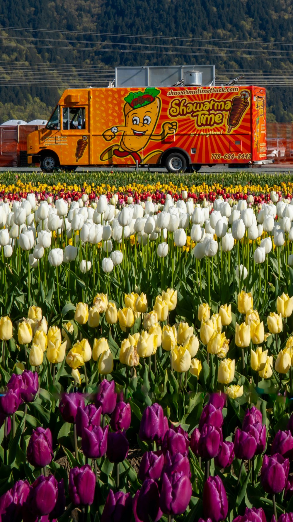 a truck driving through a field of tulips