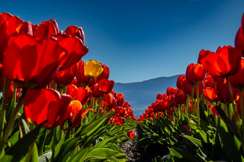 a field of red and yellow tulips with mountains in the background