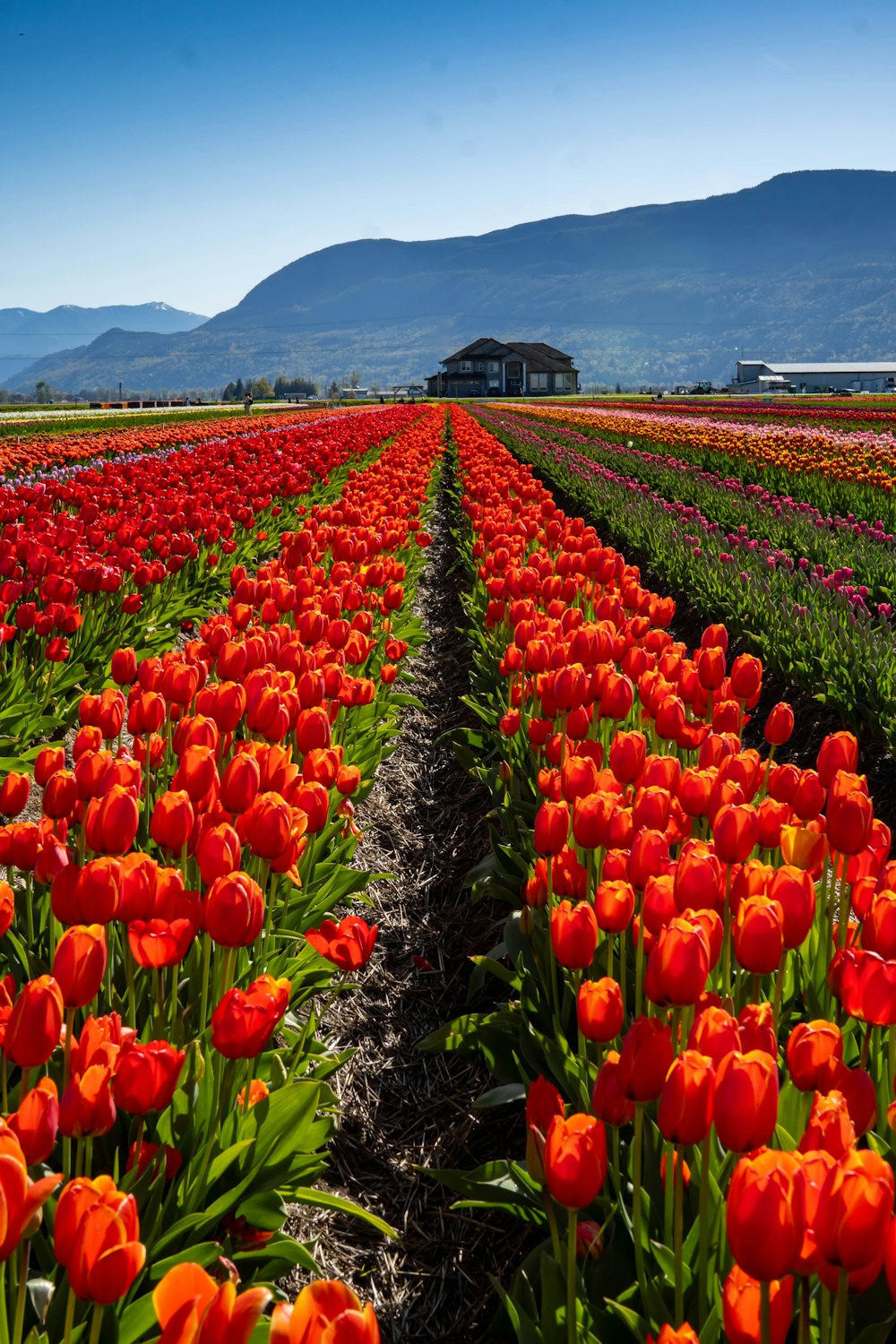 a field of flowers with a house in the background