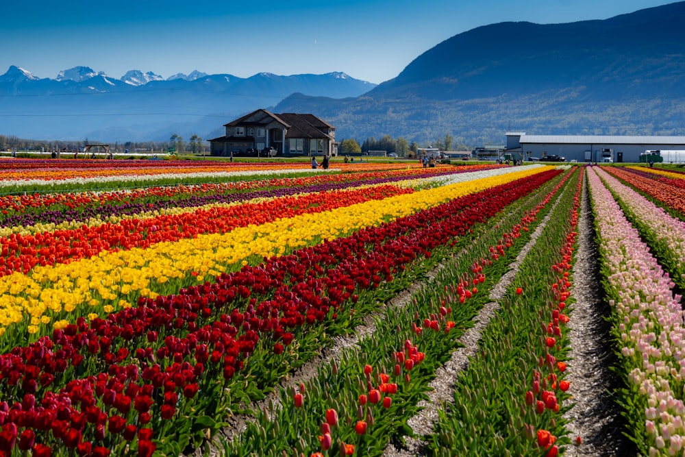 a field of flowers with a house in the background