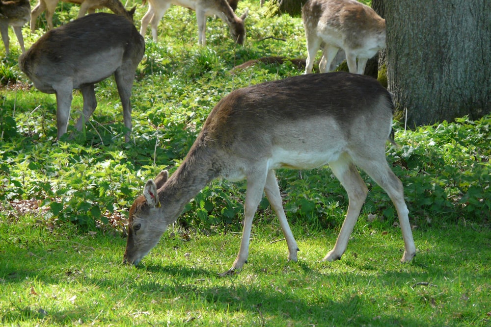 a herd of deer grazing on grass next to a tree