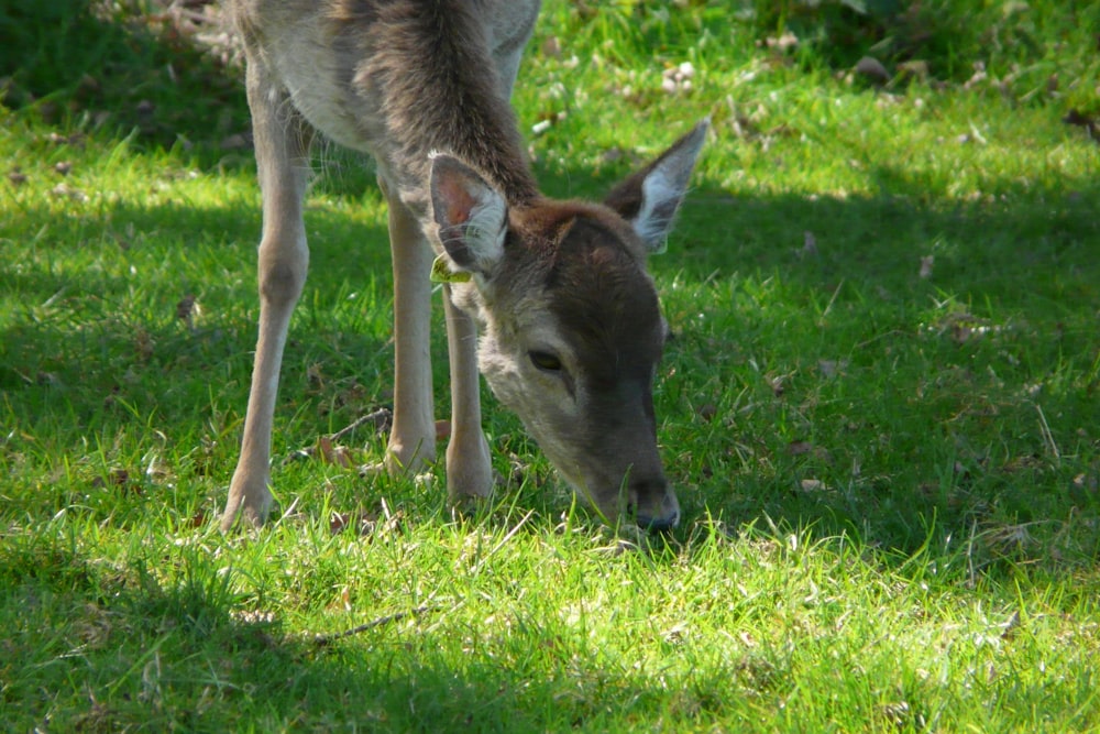 a young deer is grazing in the grass