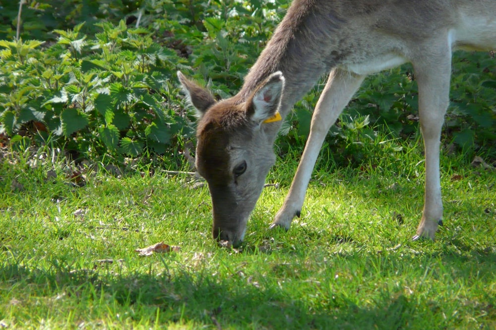 a deer grazing on grass in a wooded area