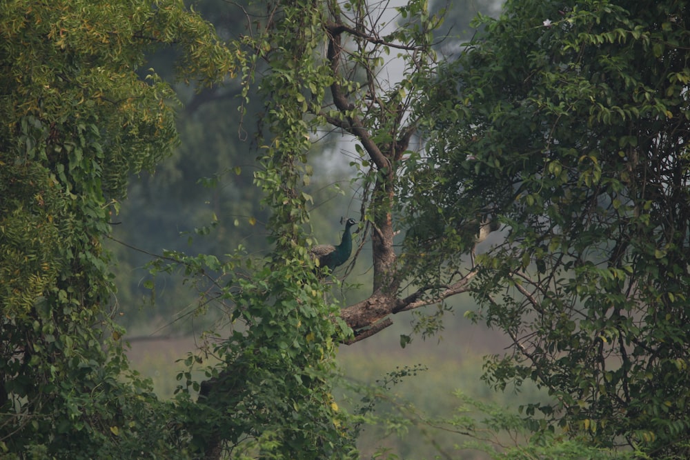 a bird sitting on a tree branch in a forest