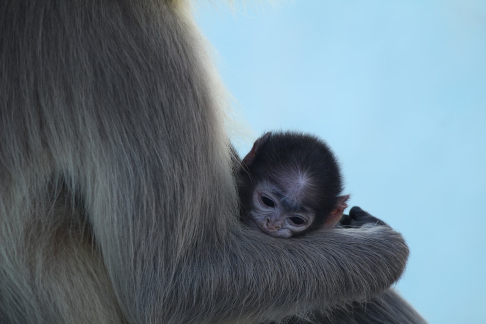 a monkey holding a baby in its arms