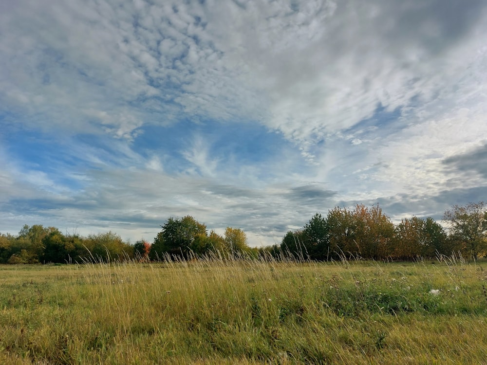 a grassy field with trees and clouds in the background