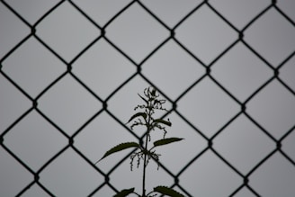 a plant is seen through a chain link fence