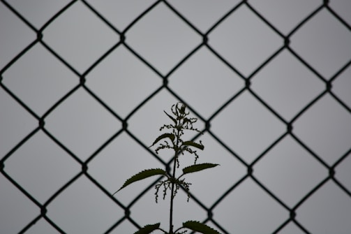 a plant is seen through a chain link fence